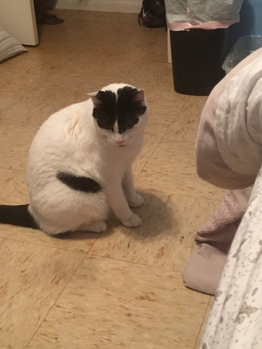 cftsvato's tweet photo. @Bodegacats_ same cat different font https://t.co/bHjqJQ3uSM