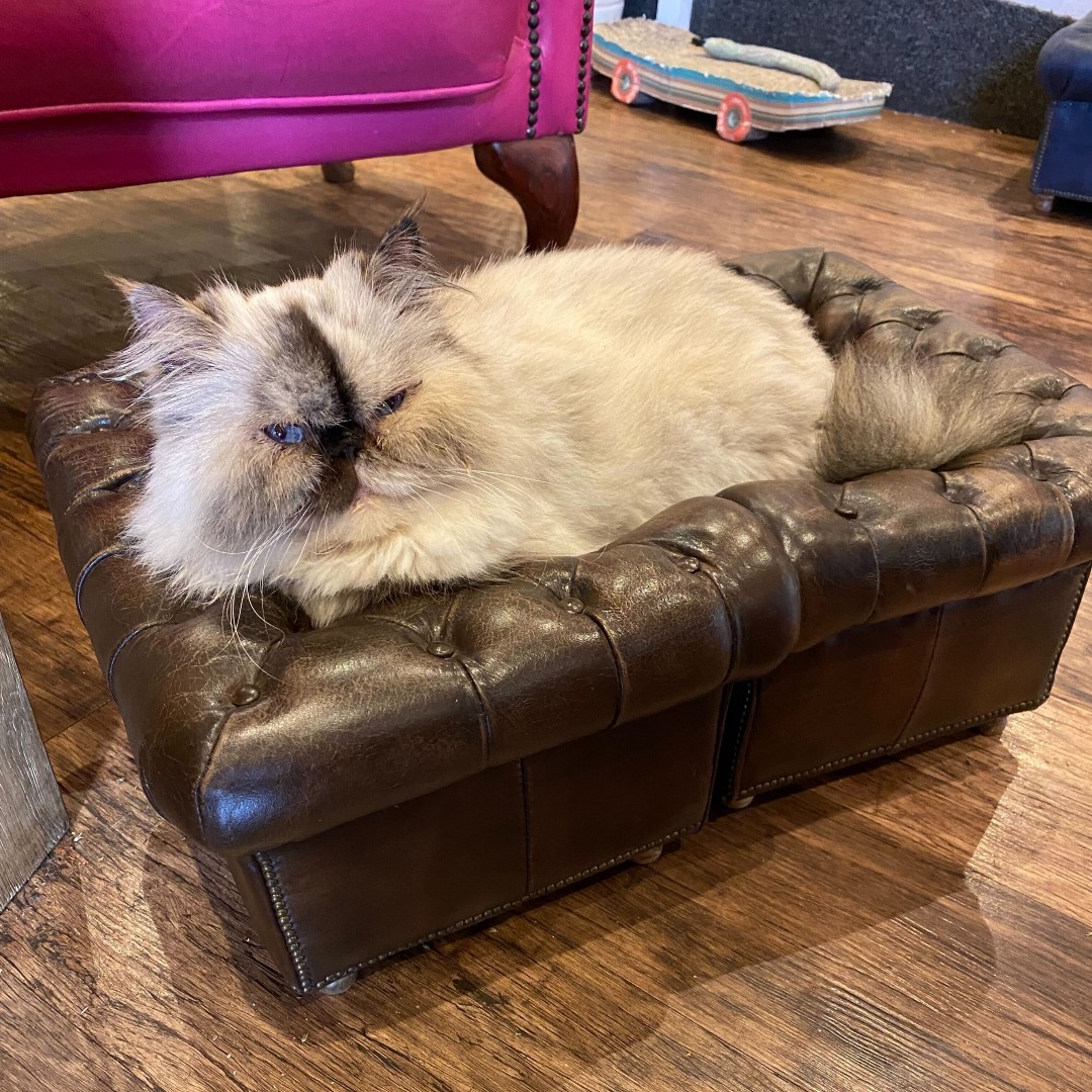 KittyCafeUK1's tweet photo. Meow Monday! We pushed two of the chairs together to make a bed for Popcorn at our Nottingham Cafe! 😸
#Nottingham #Nottinghamuni #Nottinghamlife #kittycafe #cats #catsofinstagram #catbed #Popcorn https://t.co/Y2Ipw4Ggdo