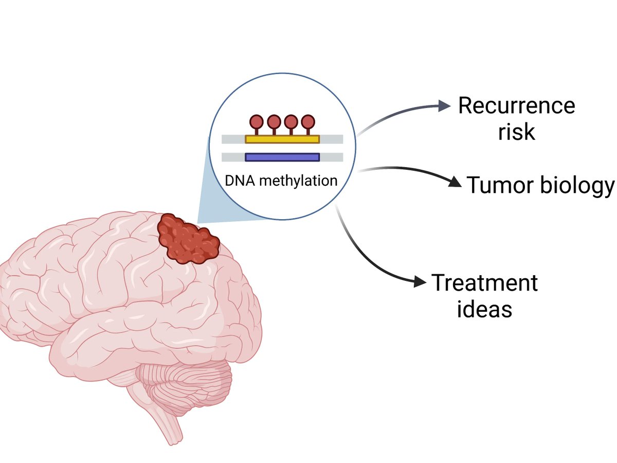 Two separate but complementary studies have identified a new way to classify meningioma, the most common type of #BrainTumor. The system may help predict whether a patient’s tumor will grow back after treatment and may lead to new treatments. cancer.gov/news-events/ca…