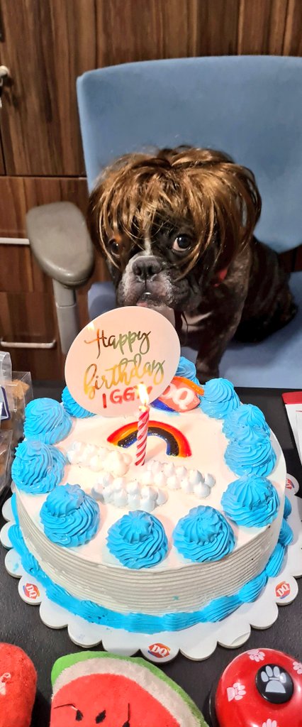 smi_k's tweet photo. My happy pill ✨
Happy birthday, my Iggy boi 🎂
#frenchie https://t.co/OvcAfUfn8E