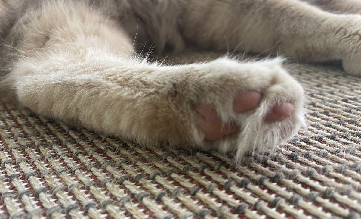 AkashicLex's tweet photo. the cutest lil toe beans 🥰✨ 

ft. her brothers nose 

#CatsOfTwitter #ToeBeans #Cats #love https://t.co/lU2dLACYtB