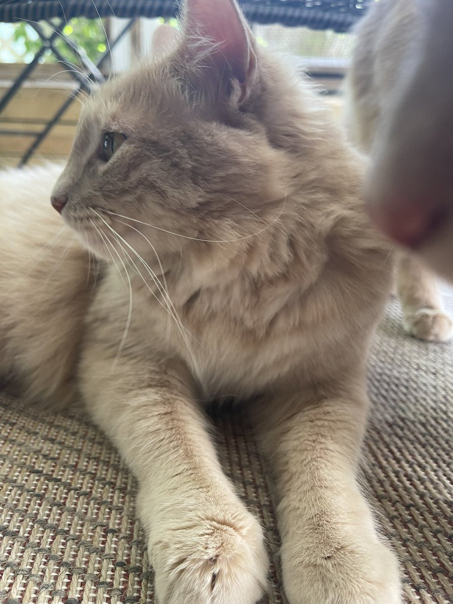 AkashicLex's tweet photo. the cutest lil toe beans 🥰✨ 

ft. her brothers nose 

#CatsOfTwitter #ToeBeans #Cats #love https://t.co/lU2dLACYtB