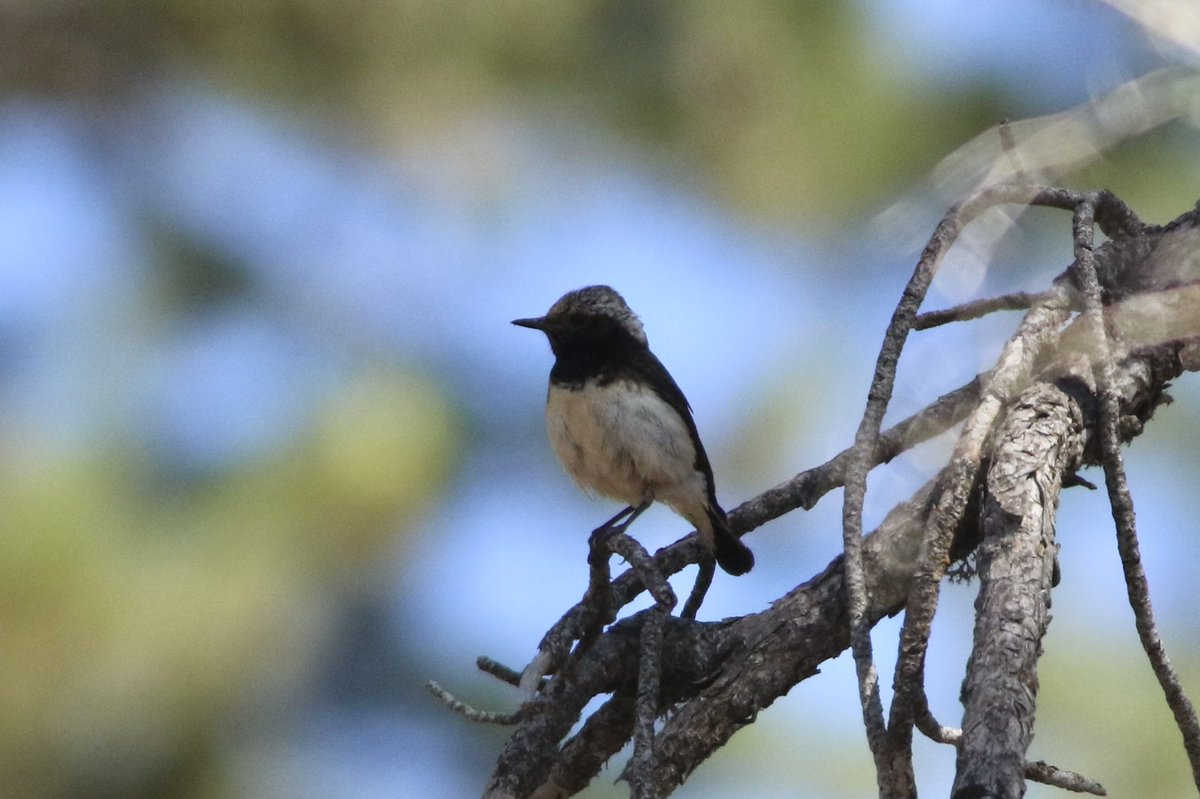 Cyprus Wheatear from the Troodos Mountains, Cyprus. One of the endemic breeders on the island.