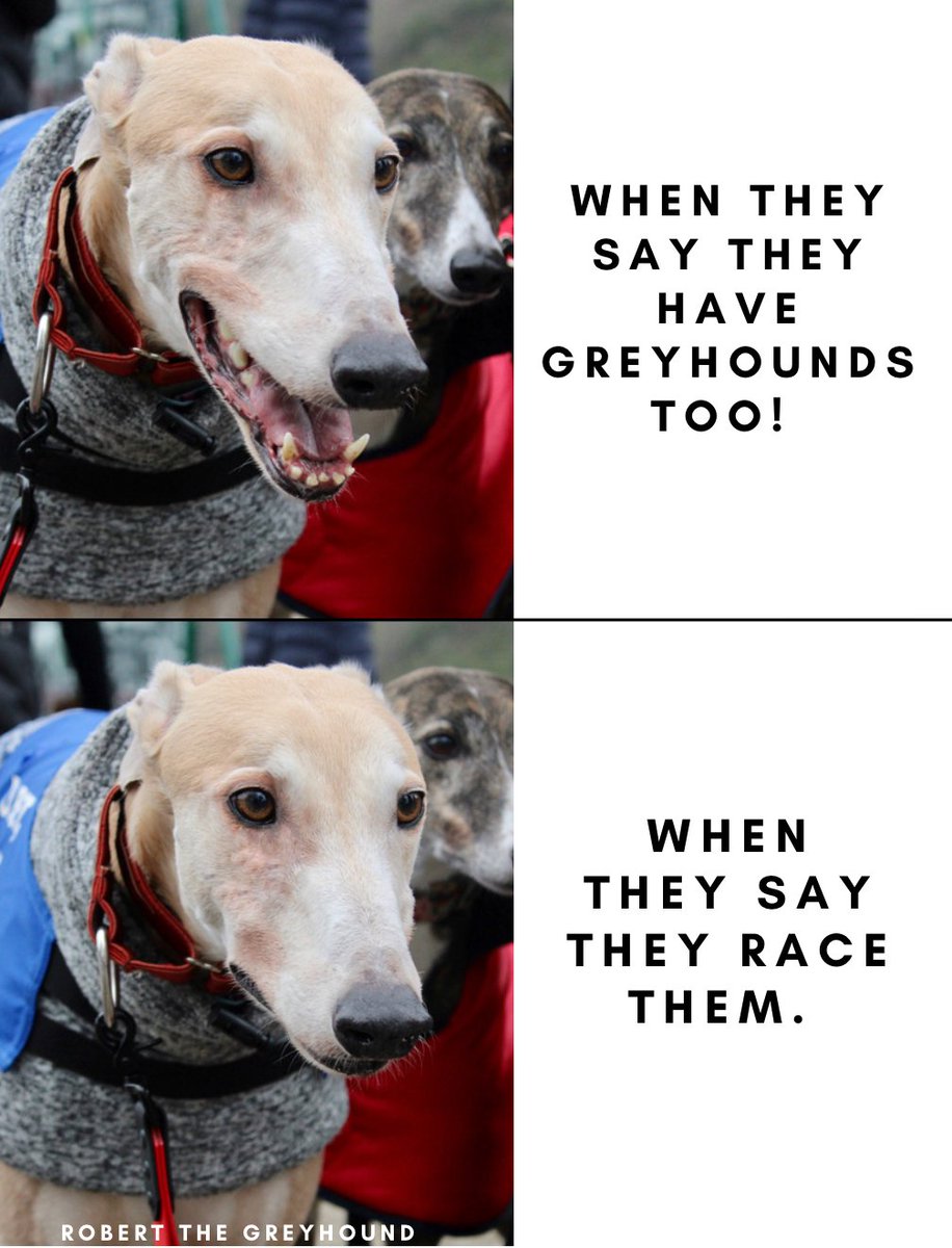 GreyhoundRobert's tweet photo. My face when people approach us and say they have #Greyhounds too VS when they say they race them...
#PetsNotBets #CompanionsNotCommodities #RescuednotRetired #YouBetTheyDie #BanGreyhoundRacing https://t.co/ArIIBYVKkQ