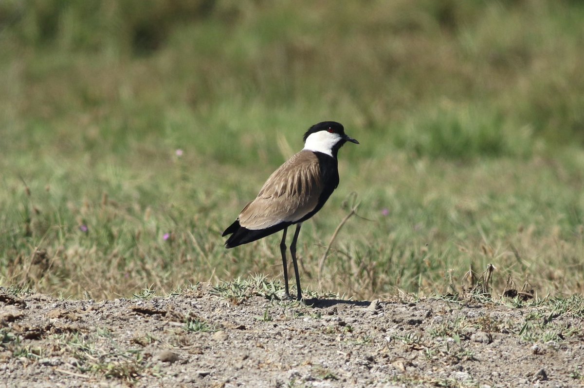 Spur-winged Lapwing from Akrotiri Marsh, Cyprus last week. These were relatively common in this area.