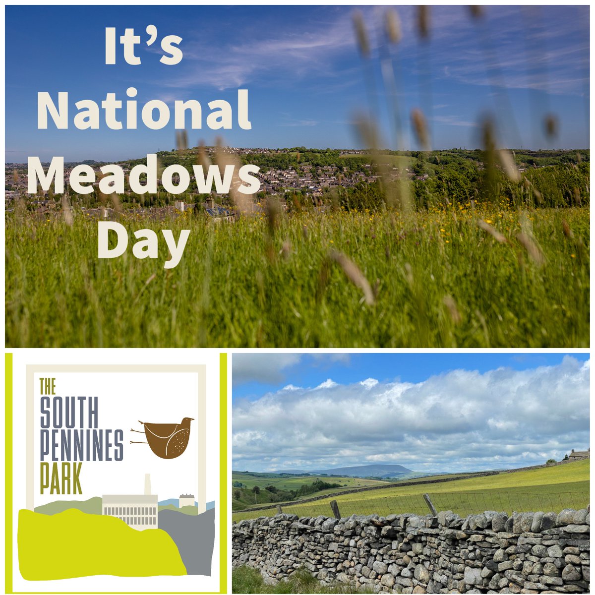 South_Pennines's tweet photo. It's National #MeadowsDay 🌼🌾🦗
#Meadows are essential habitat for our friend the #Twite. These iconic birds eat wildflower seeds, so let's look after this rare habitat to help them.
Report sightings via our #TwiteSights campaign with @Natures_Voice: https://t.co/kSmcfsKZRz https://t.co/ylcKzBG2q8
