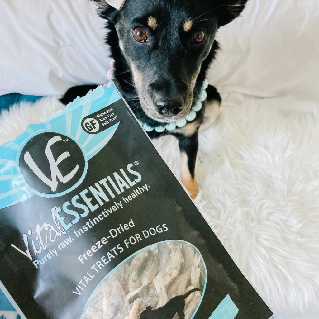 ForYourFurKids's tweet photo. You can celebrate every Monday with a minnow by picking up a bag (or two) from your favorite pet store! Stop by For Your Fur Kids today! 🐟🐾

📷: @chaitotherescue

#minnowmonday #vitalessentialsraw https://t.co/5uSNjV7veA