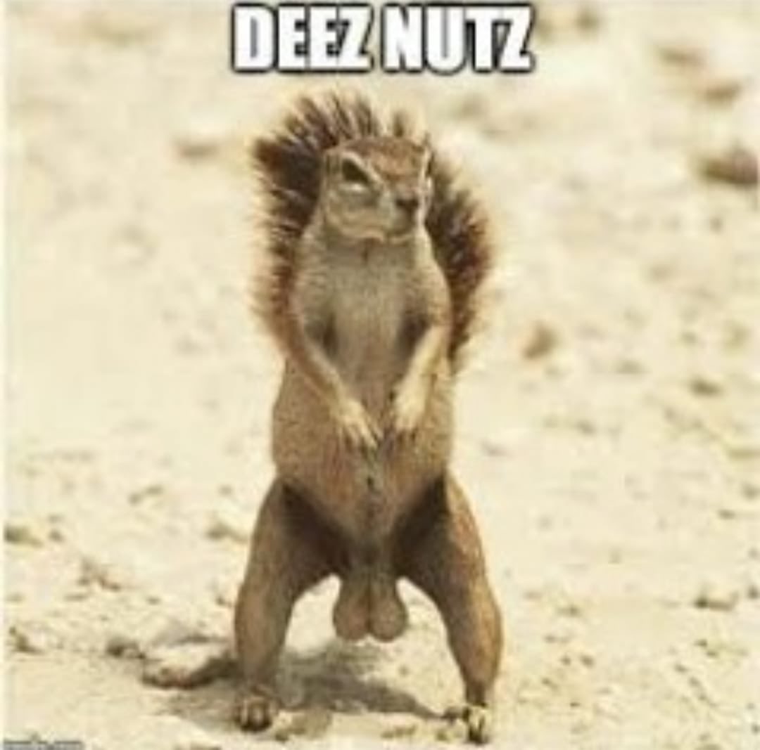 Nutzz (Free Mint) tweet media