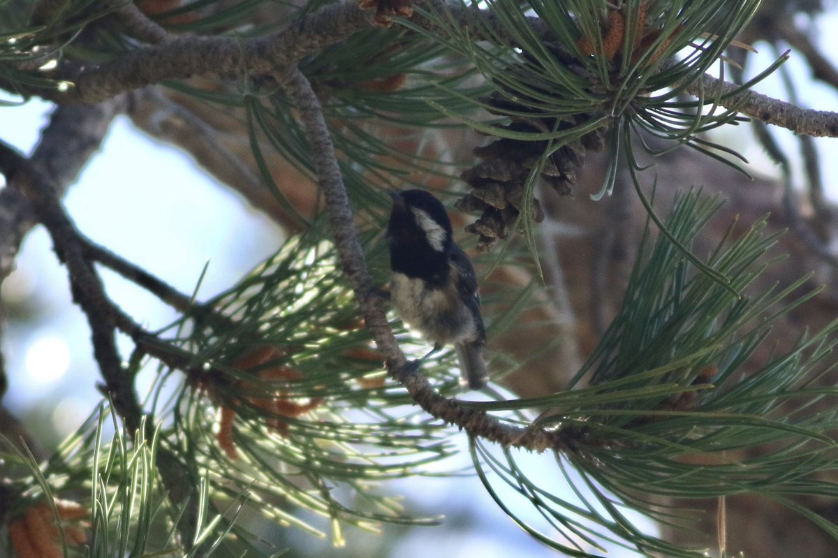 ‘Cyprus’ Coal Tit from the Troodos Mountains. Must be a good candidate for a split.