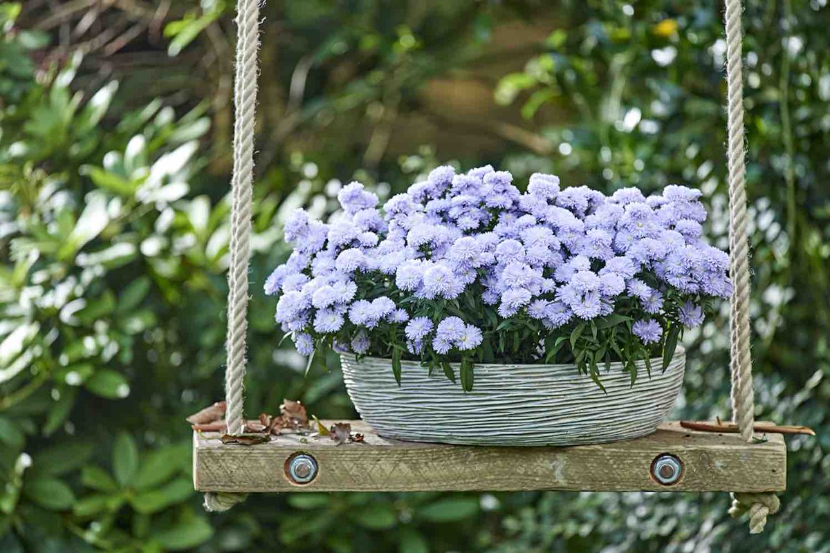 GroenVandaag's tweet photo. Dubbelbloemige #Aster

Veredelaar Royal Van Zanten trapt af met een nieuw seizoen van #Showmakers®. Nu #zon en #zomer zich steeds vaker laten zien, is het een perfect moment om met Showmakers® wat vrolijkheid aan de #potten, het #balkon en het #terras te geven. #zomerbloeier https://t.co/WETnrQCyMM