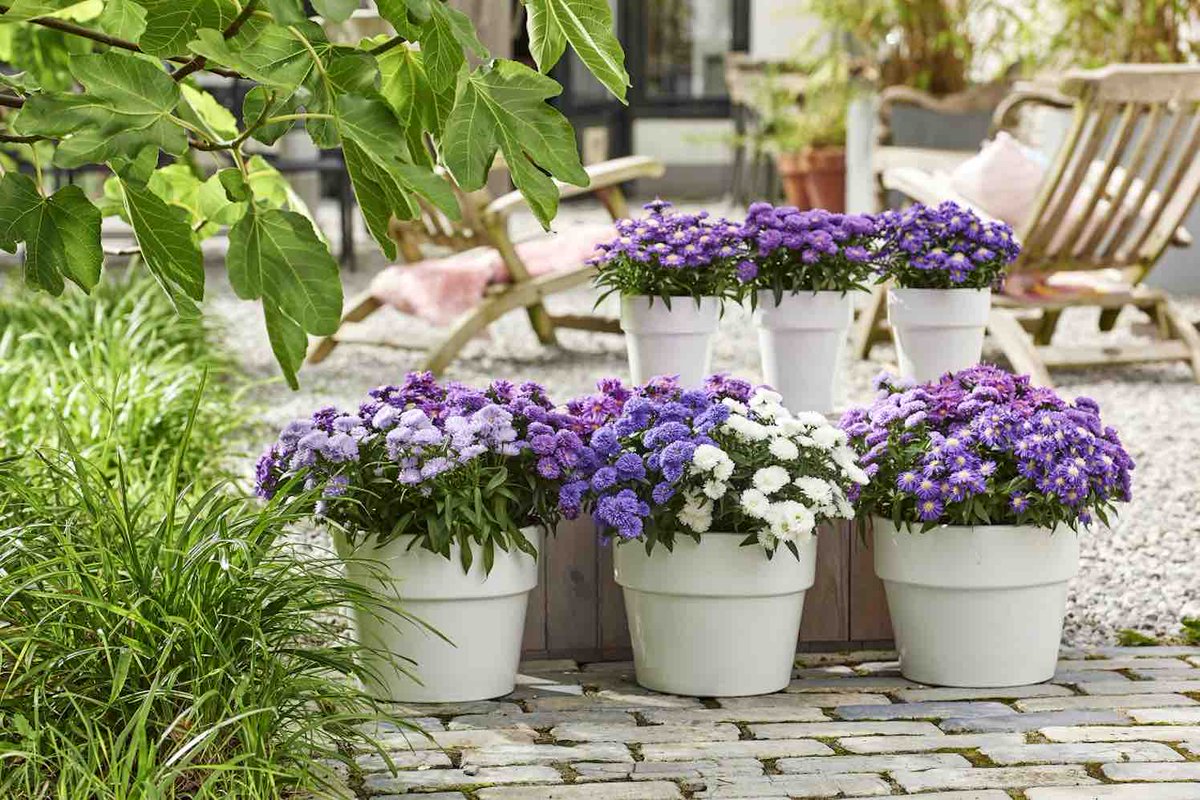 GroenVandaag's tweet photo. Dubbelbloemige #Aster

Veredelaar Royal Van Zanten trapt af met een nieuw seizoen van #Showmakers®. Nu #zon en #zomer zich steeds vaker laten zien, is het een perfect moment om met Showmakers® wat vrolijkheid aan de #potten, het #balkon en het #terras te geven. #zomerbloeier https://t.co/WETnrQCyMM