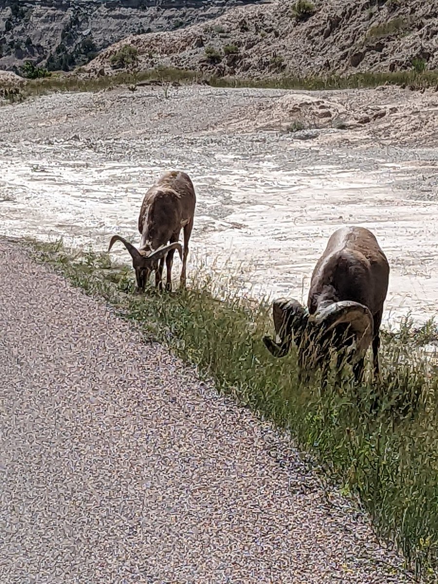TheDohls's tweet photo. Just a couple big horns, hanging out in the @BadlandsNPS https://t.co/ibOKDVJbrN