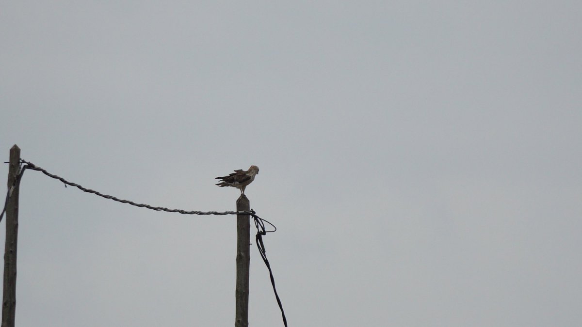 jmpicasprat's tweet photo. Avui n’he vist tres, crec que una parella i un juvenil #aligamarcenca #àligamarcenca #marcenca #circaetusgallicus #aguilaculebrera #águilaculebrera #culebrera #casserres #berguedà #ocells #birds #ocellsdecatalunya #ocellsdavui #nature @birdcatalunya https://t.co/RMmWsD4D5j