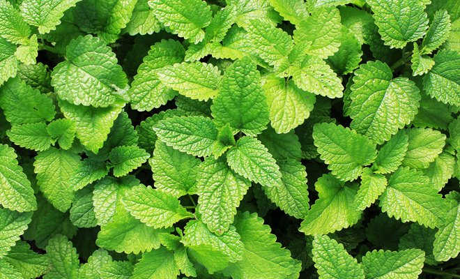 YucAlMomento's tweet photo. ¿Qué planta es buena para los cólicos menstruales?

Nota: https://t.co/VmclK0BE3N https://t.co/37A32LmmAz