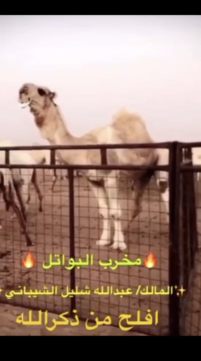 lilililmlililil's tweet image. #عليان_حرب .. الذي أظهر سمعته طيب حرب