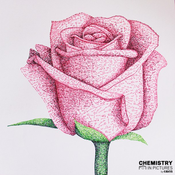 cenmag's tweet photo. At first glance, this might look like a simple drawing of a rose. But look closely and you'll notice that the lines and shading are made up of the tiny chemical structures that give the flower its scent. Read more about @_walkerlucy_'s #CENChemPics: 📸 https://t.co/hvJWvLHS8j https://t.co/YNOSt4mpU7