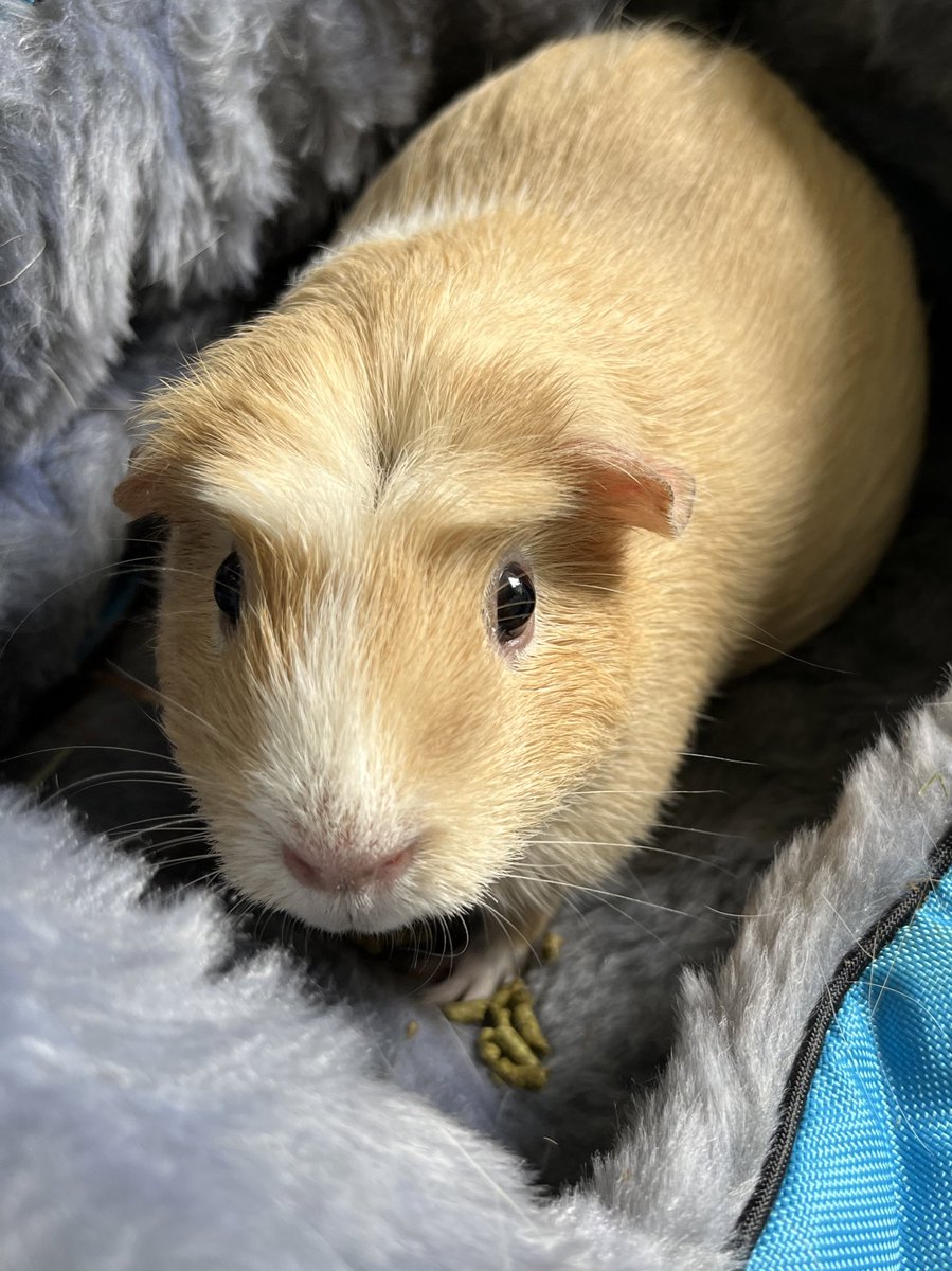 Pdxguineapigs's tweet photo. Marmalade wants your attention! We’ll say it once: your pigs don’t want to go swimming to cool down. Your pigs can aspirate water if you dump them in water and they can die. It is extremely stressful. We don’t care what you saw on TikTok. We have no humor about this. https://t.co/9hukx1nqM5