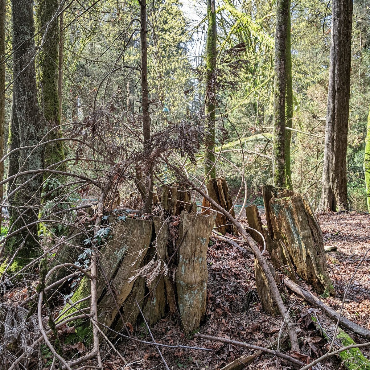StumpsofBC's tweet photo. Giant old growth stump remnant
Musqueam, Tsleil-Waututh, & Squamish territory
#stumpsofbc #bcpoli
#saveourforests #climatechange
#ancientforest #history #canada #stanleypark #logging #oldgrowth #tree #rainforest #nature #Vancouver https://t.co/MtEfyaPttc
