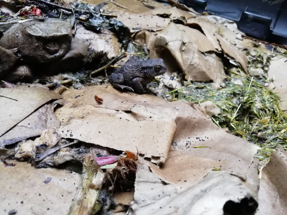 foggiebee's tweet photo. Day 27 of #30DaysWild and I made a new friend in the compost heap. #ToadAbode https://t.co/EGAMQL0hvl