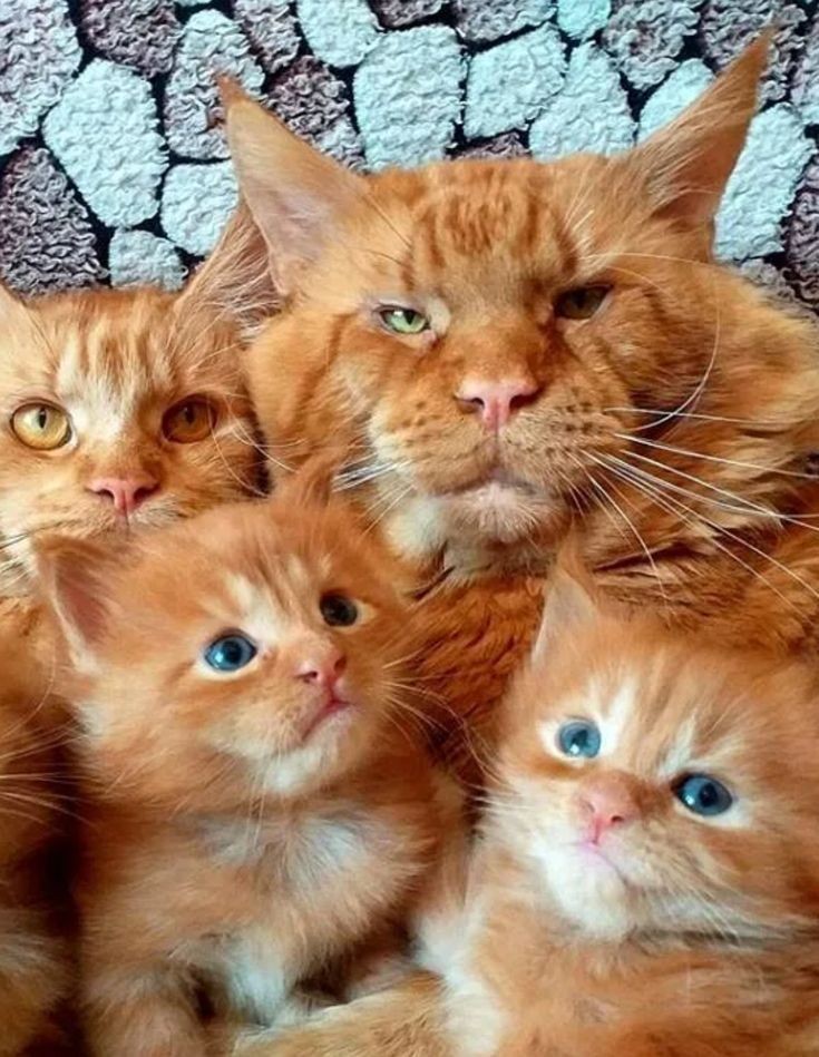Orhan63831152's tweet photo. Всем доброго вечера..💕 https://t.co/s5zwoMd3VR