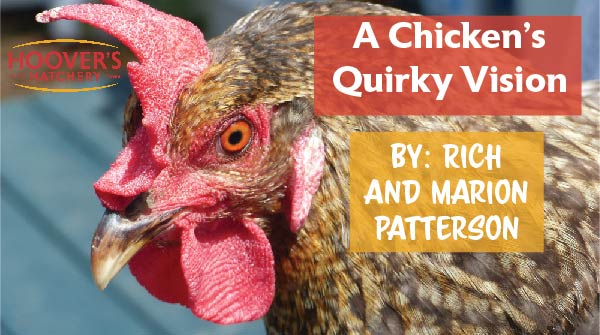 "It's easy for people to assume that animals see things the way we do, but that’s not the case.  Animal vision varies greatly.  Like most birds, chickens see the world differently than their human caretakers." Read more here bit.ly/3NqFxjN 🐓