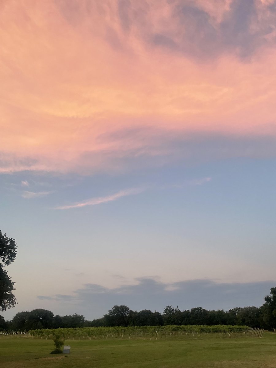 Kay19041918's tweet photo. Evening color over the vineyard. https://t.co/dHraNJlIPO