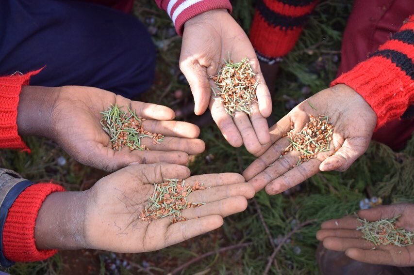 Loah_Org's tweet image. Our journey towards #forestrestoration 
💡#seedcollecting 
With our favorite #restorers 💚🌳

#generationrestoration 
#thinklandscape 
#actlandscape 
@YIL_Initiative 
@GlobalLF