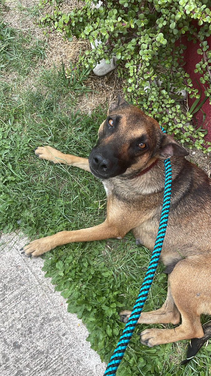 ¡ Necesitamos un hogar para Susy! 
Esta perrita fue adoptada y luego la regresaron porque “ya no la quieren”. 
Hoy busca nuevamente un una familia que la ame. 
Échanos una patita ! 
Informes al tel 222 205 0025