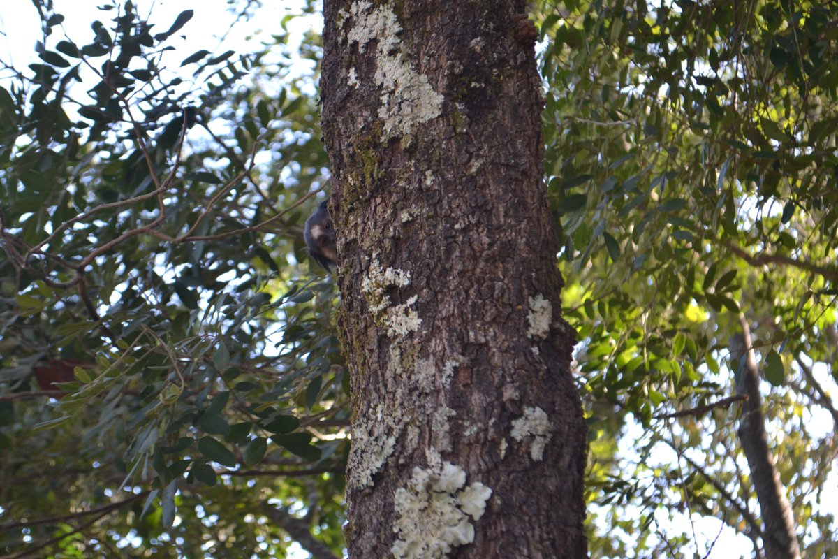 🚪nftano.club tweet media