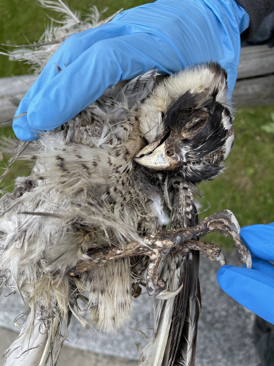 leedsbirder tweet picture