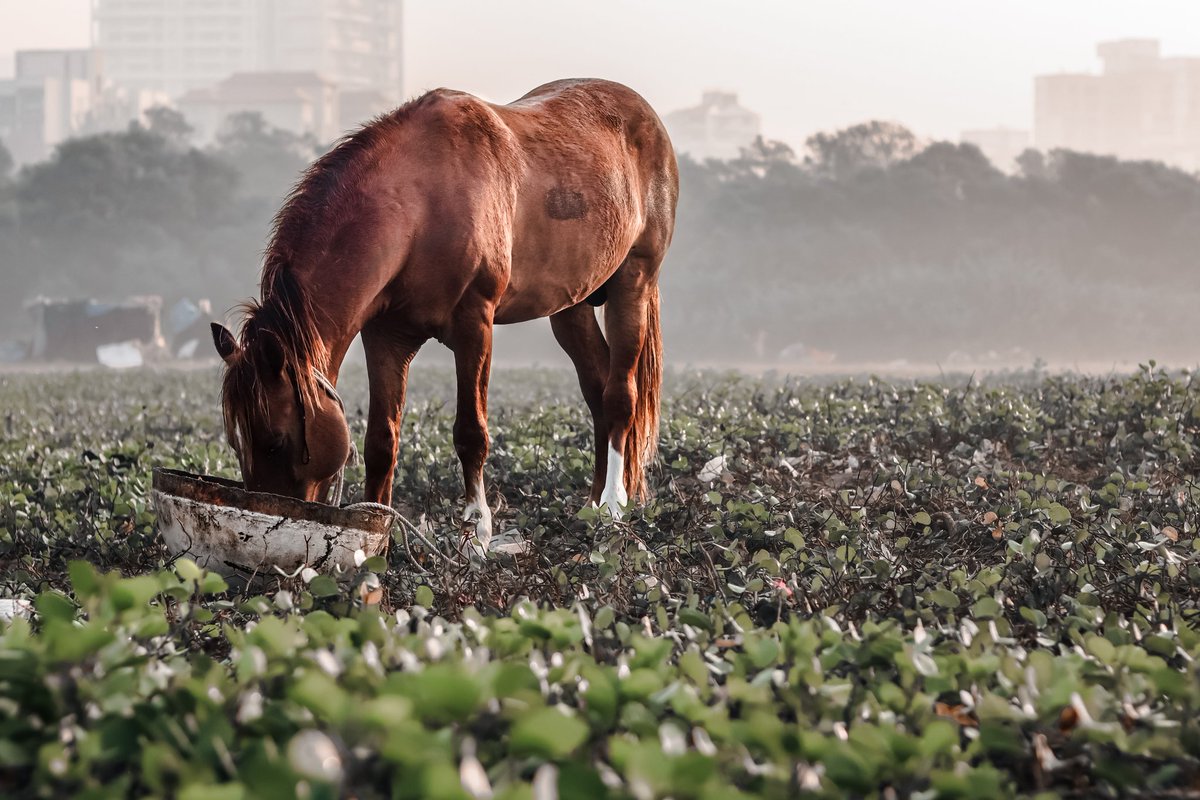 iamsujalshah's tweet photo. Sometimes strength belongs to beauty
20/20
0.15$Eth (polygon base)

#NFTGiveaways 
#NFTCommunitys 
#NFTProjects 
#Horse
https://t.co/Gfyqe46FJL https://t.co/VZcc6sEgI2