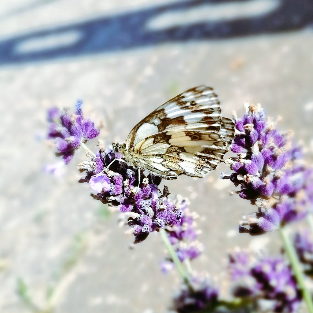 AstraeasC's tweet photo. A tortoiseshell coloured butterfly, spotted by the roadside today 🦋💜

#NaturePhotography #butterflies #butterfly #Berlin https://t.co/4oe88Ttvr1