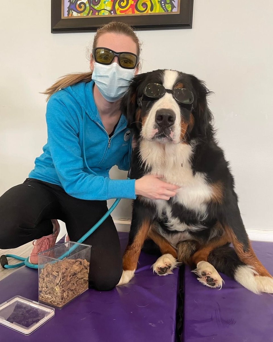 Have you ever debated on whether you want your dog to do shockwave or laser therapy? Well, just look at how cool they look while doing it! 😎

📸 @animalsinmotionrehab