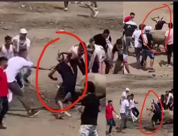 SerAnimales tweet media