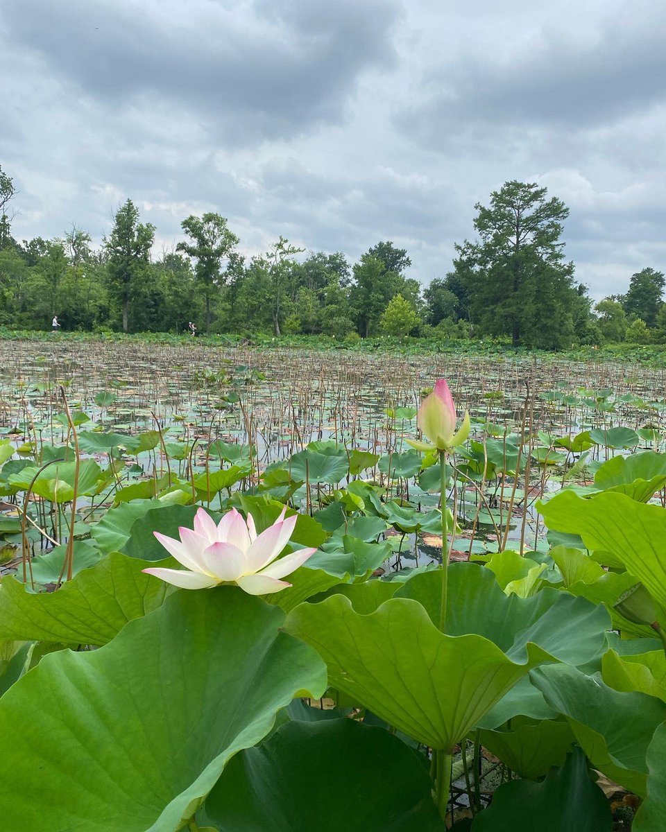 UrbanAdvSquad's tweet image. The exploration and learning have begun! (Yes, it’s raining—we’re good.) Thank you, Shannah of @KenAqGardens for the tents!
#JuniorRangerAdventureSquad 
#UASSummer2022