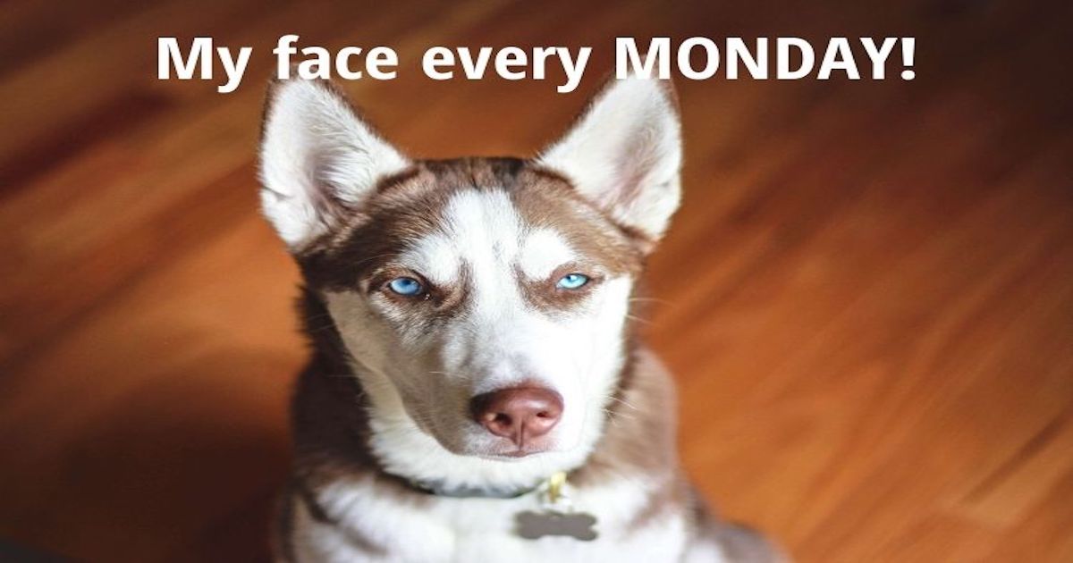 huskyverse tweet media