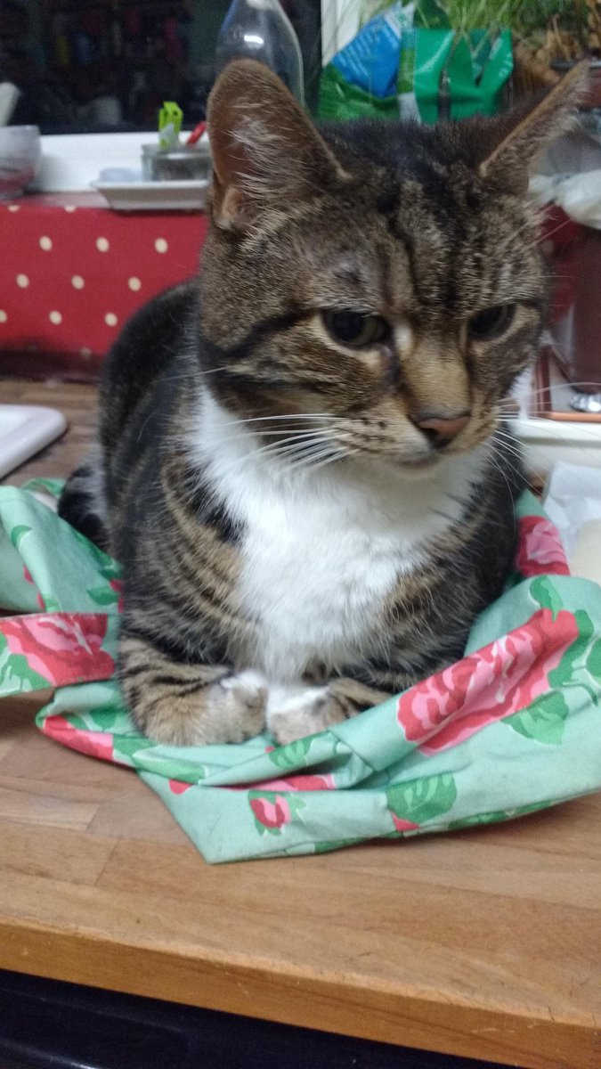 Mousecow tweet media