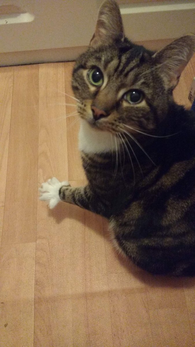 Mousecow tweet media