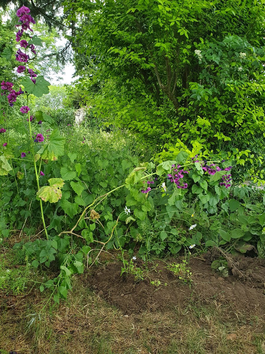 Mousecow tweet media