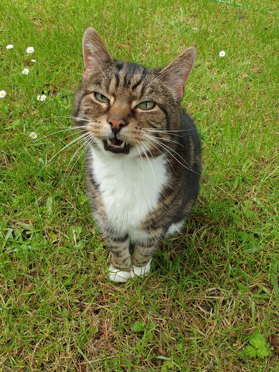 Mousecow tweet media