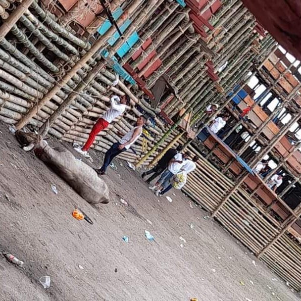 SerAnimales tweet media