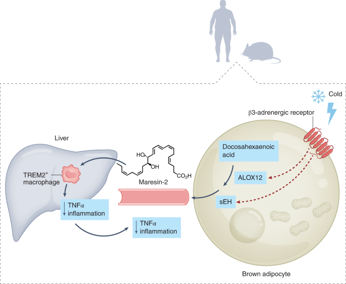 Online now! Brown fat resolves hepatic inflammation in obesity dlvr.it/SSxJt4