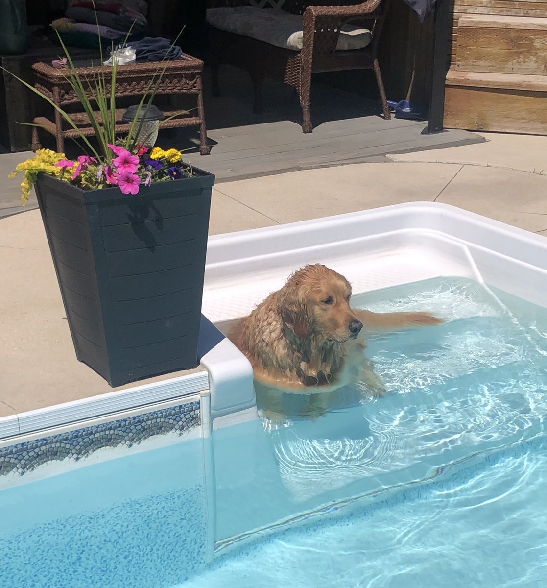 KarenSW139's tweet photo. I have so much to say about so many things but instead I will post a picture of #EliTheGoldenRetriever #BeingLazy #ChillinInThePool https://t.co/oJsZIHKsGe