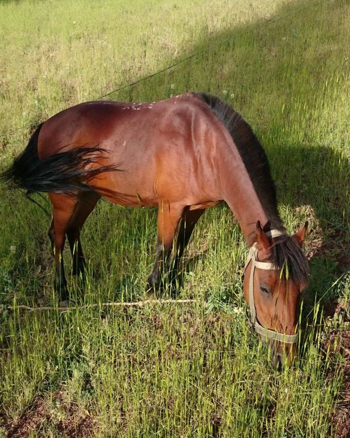Delaramho's tweet photo. Wow look what I found 😍 
HORSE 🐎 
Hi#tntnftcommunity👋🏻
0.1 $ETH
https://t.co/A0tNjUbzLd
#nftdrop #nftcollector #nftcommunity #nfts #nftartist #nftcreator #nftartwork #nftphotography #nftphoto #tntnft #tntnftcommunity 
#ETH #rarible #opensea https://t.co/LqzjvC6kRa