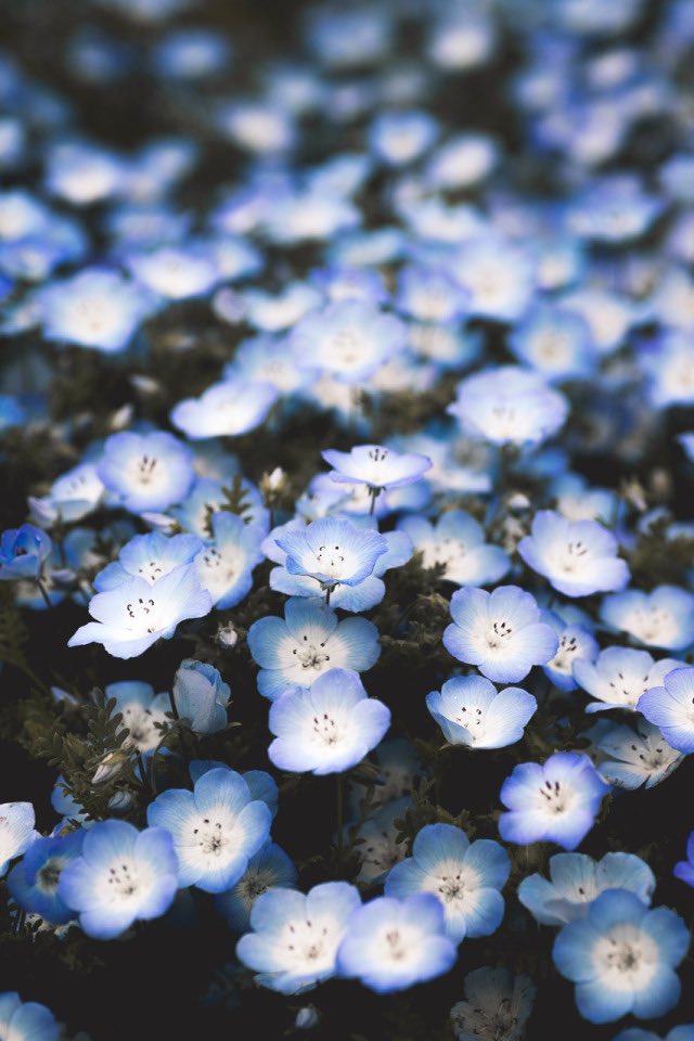 Hitachi Seaside Park, ubicado en Hitachinaka (Japón), es un paradisíaco y gigantesco parque natural en el que cada primavera florece un mar de millones de ojos azules (la bella Nemophila). Es un acontecimiento mágico conocido como la "Armonía de Nemophila".