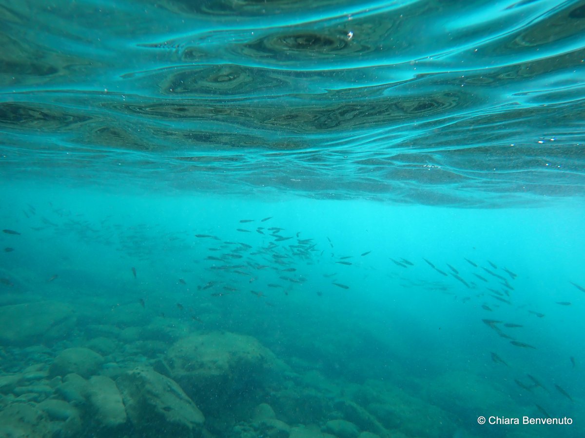 Chiara Benvenuto tweet media