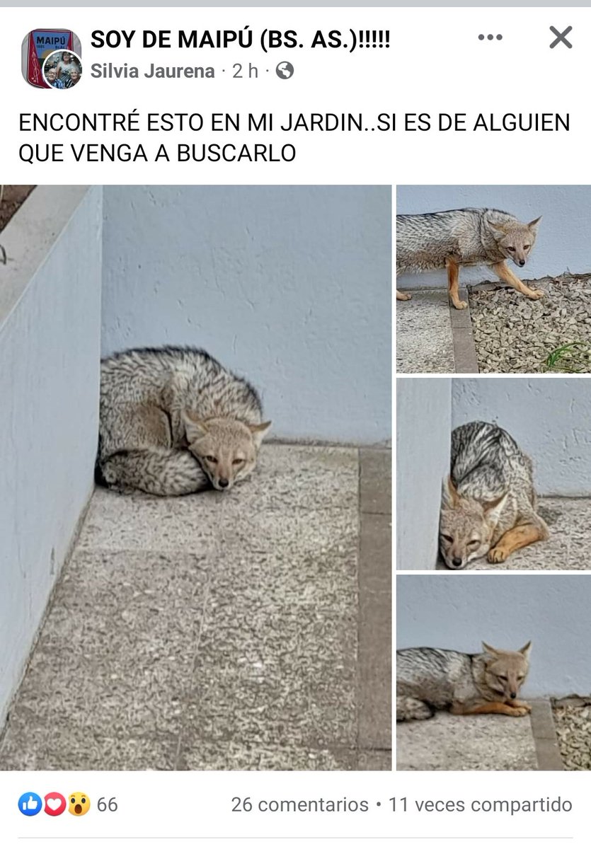 out274's tweet photo. Cuando tu toxi se te escapa todo el finde https://t.co/f4Pqf6yNhg