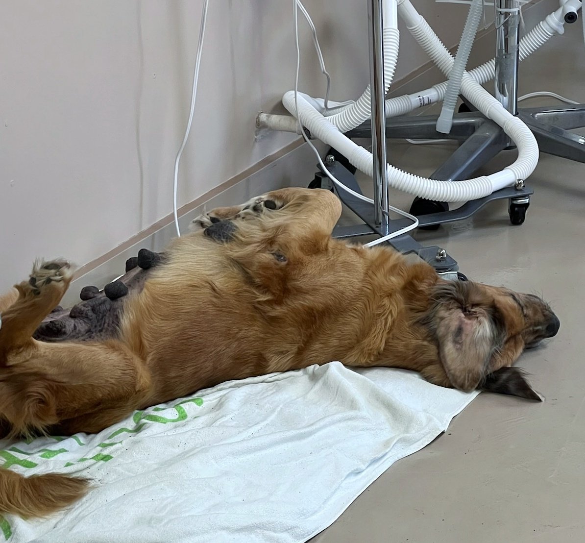 MS_SPAN's tweet photo. Patients warm up on heating pads after surgery. Hunnie got pretty comfy! 
#spayandneuter https://t.co/Ccyi2TUWuF