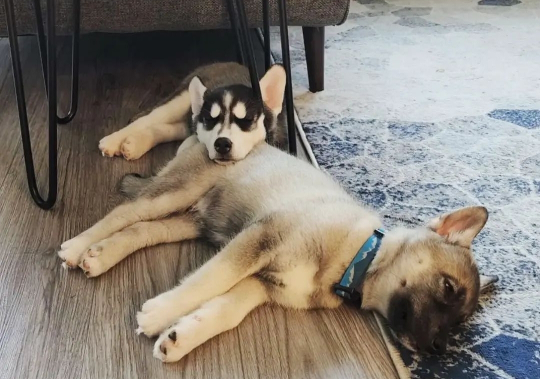 BCVetHospital's tweet photo. Brothers make the best pillows 😴 

📸 Jonathan Hatch https://t.co/fQ6EwbtUj4