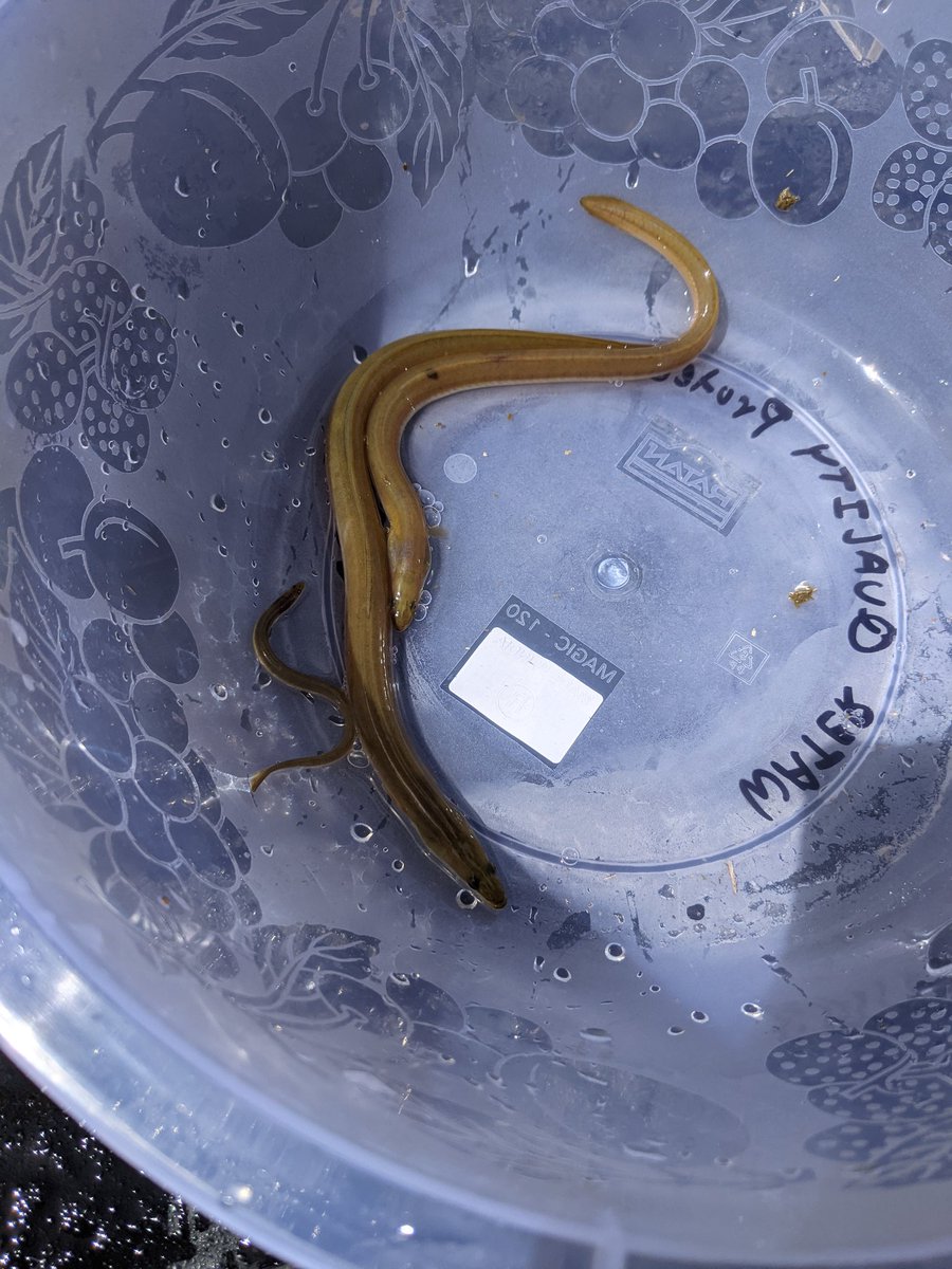 Atfredri's tweet image. A shameless eel picture to promote that my work is hiring another aquatic biologist! If you are interested in eels, invasive species, HABs, and general water quality this job is for you! Feel free to message me for any questions or apply below! careers.pageuppeople.com/1019/cw/en-us/…